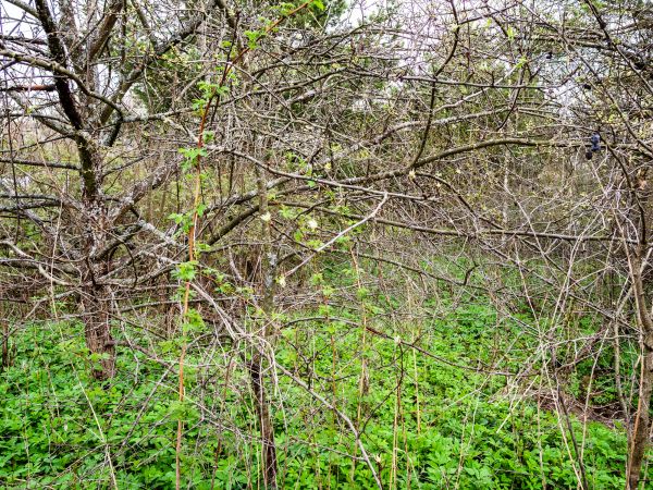 Underbrush Clearing in Lenexa
