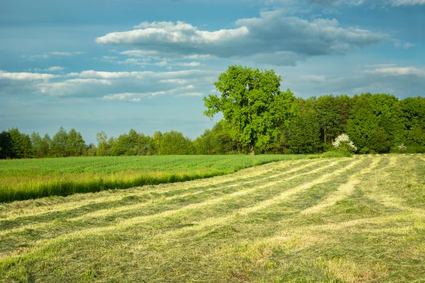 Cost of Vegetation Removal in Lenexa