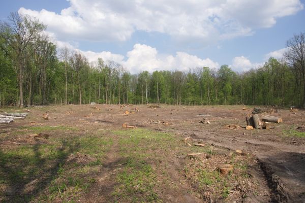 Cost of Pasture Clearing in Lenexa