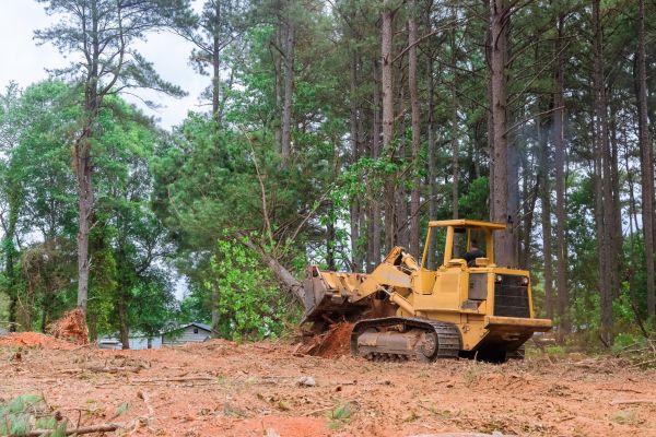 Forest Thinning in Lenexa