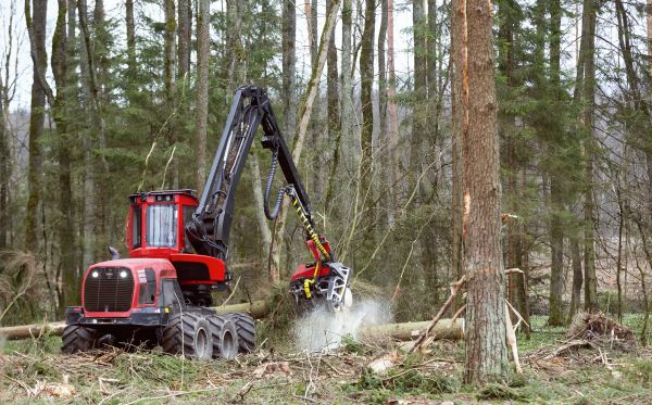 Cost of Forest Clearance Service in Lenexa