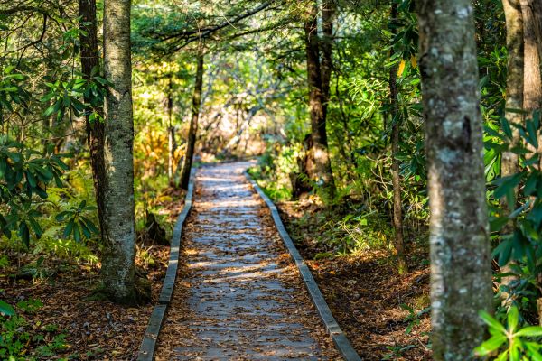 Cost of Trail Clearing in Lenexa
